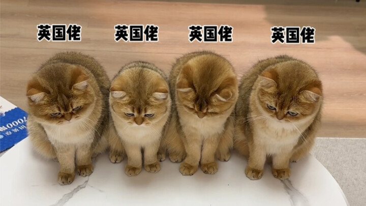 Biarkan orang Inggris mengerjakan pekerjaan rumahku!