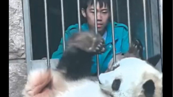 เจ้าหญิงตัวน้อยไป๋เถียนจาก Beidong น่ารักเกินไปแล้ว! ยืนยันเลยว่ามีแต่พ่อเลี้ยงเด็กแบบจำเจ ไม่มีแพนด