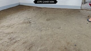 JCPR GAMEFARM SPARRING NATIONAL BORN