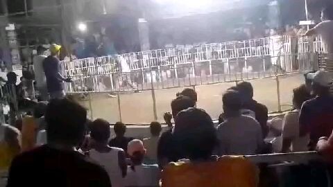 #3cock 2nd fight win