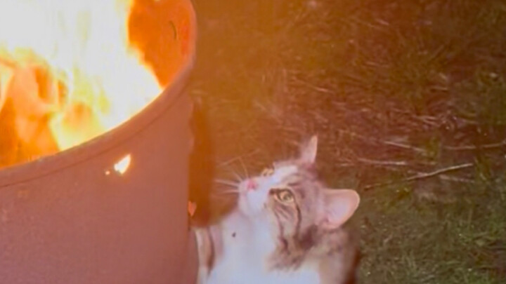 My Farm Cat Craves Danger