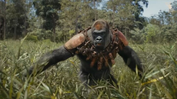 The World Of Apes
