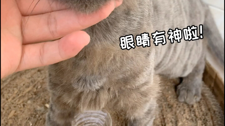 Đã nửa năm trôi qua kể từ ngày nhặt được Ngũ Nguyệt, nửa năm quả thực đã có biết bao đổi thay. Chúng
