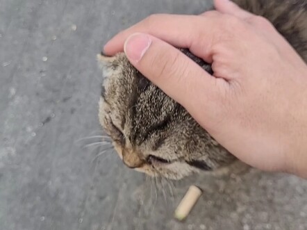 Bất ngờ gặp mèo mướp ở chợ rau khiến ai cũng thèm chảy nước miếng