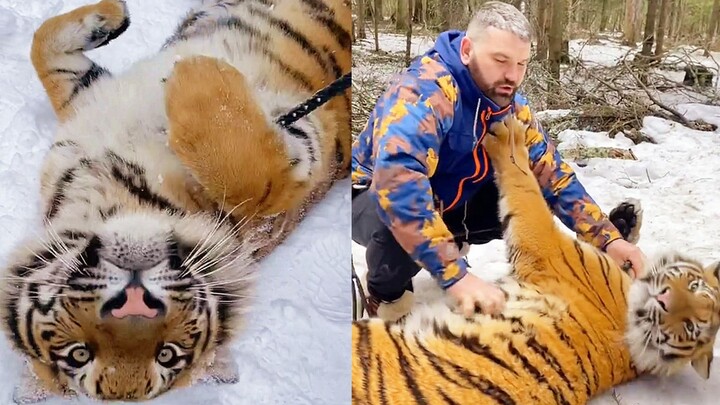 When a tiger lies down and rolls onto its back, it’s inviting you to pet it!