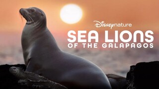 Sea Lions of the Galapagos - Subtitle Indonesia