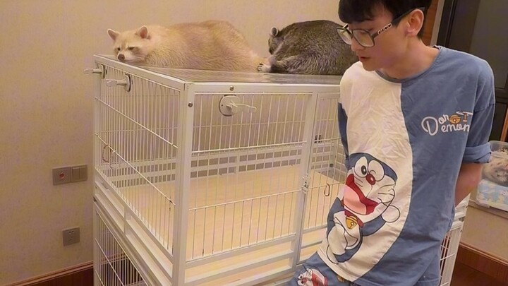 Raccoons are so cute when they’re little, but the bigger they get, the more they drive you crazy.