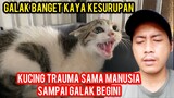 Kucing Kampung Tergalak Di Dunia Karena Trauma..!