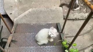 nyawa belum kumpul di tanyain 🗿