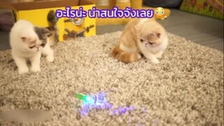ลูกแมวเพิ่งเคยเห็นแสงเลเซอร์