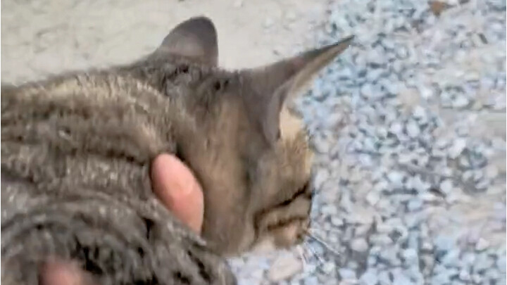 Untuk menangkap tikus, kucing calico memang yang terbaik