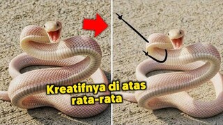 Inilah 7 Editan Foto Ular Kocak King Cobra - Sunarto Clip