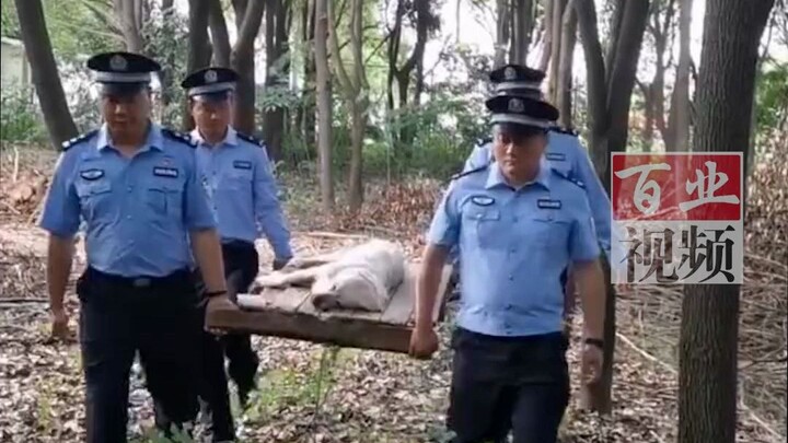 13-year-old heroic dog Bobo has passed away! A loyal canine—rest in peace!