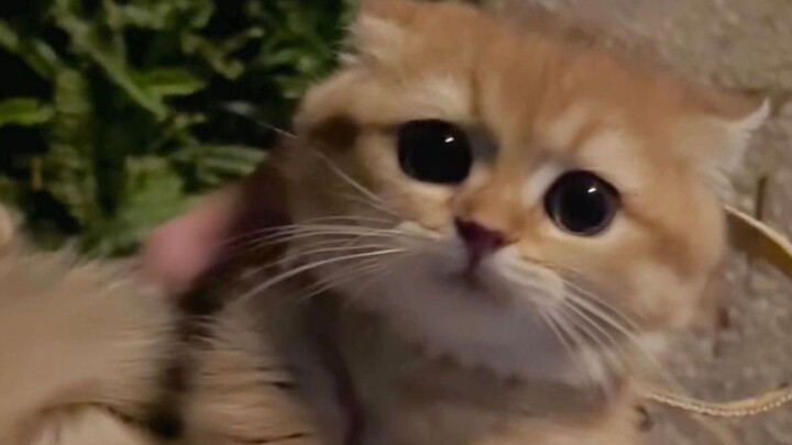 Picked up a cat, everyone