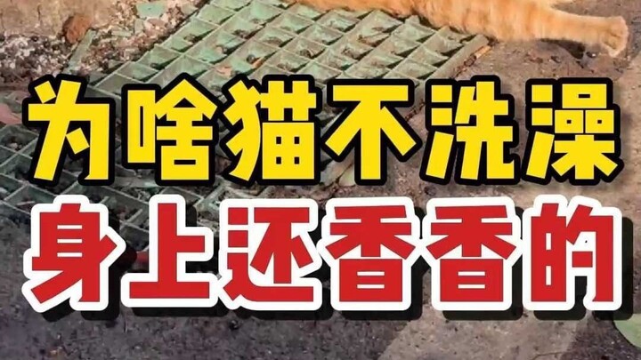 Mengapa kucing tetap wangi meskipun tidak dimandikan secara teratur?