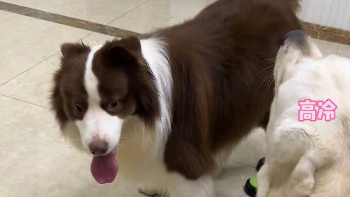 Puppy: Even though my heart is as fiery as iron, it still can't melt your three-foot-thick ice.