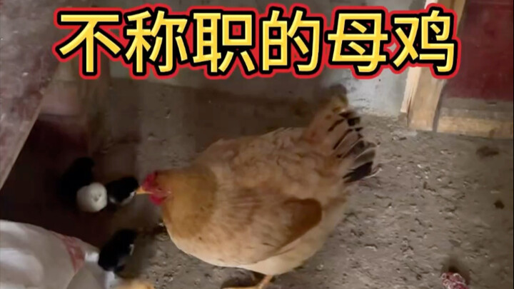 الدجاجة التي أعدتها بالأمس طردتها من العمل.