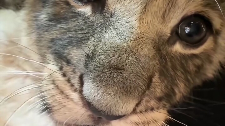 Seperti anjing besar