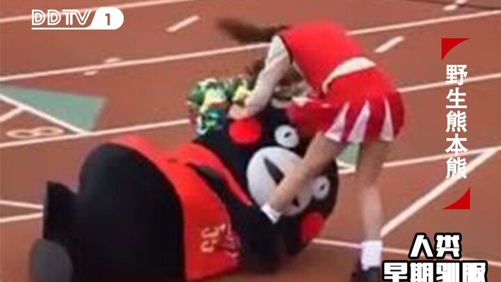 Rare footage of humans taming wild Kumamon in the early days