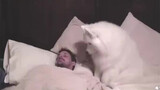 【Animal Circle】Wake up call from Samoyed vs Husky