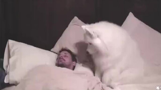 [Satwa] [Dog Person] Samoyed VS Husky Membangunkan tuan, benar-benar deh