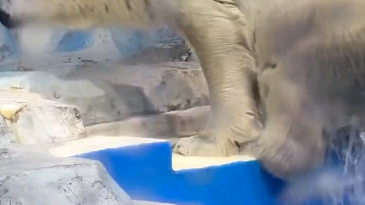 Niềm vui của gấu Bắc Cực bạn không hiểu