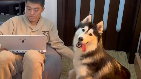 One person and one dog team up.