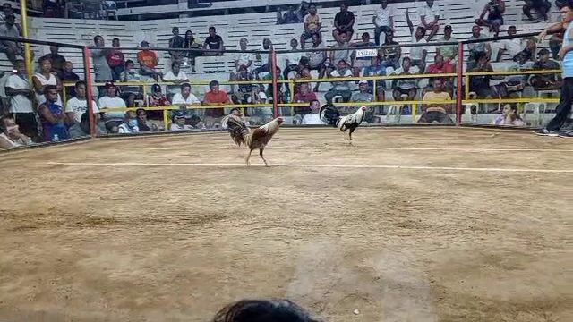 Derby Win Golden Grey