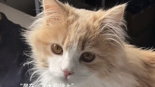 القطة الصغيرة هي من عائلتي