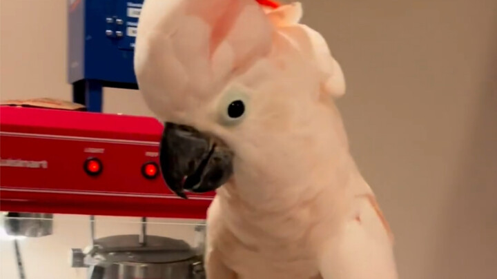 Waiting for the popcorn to pop, but screaming and flipping!