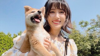 สัตว์|วันชิบะอินุ