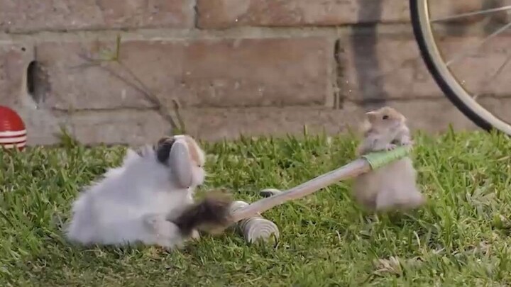 Cặp đôi chuột hamster đã nhận nuôi một chú mèo con bị bỏ rơi.