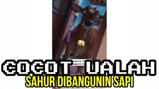 TANDA TANDA AKHIR JARAN ❗❗ SAHUR DIBANGUNIN SAPI ❗ | CHOCHOT UALAH 66 (DUBBING JAWA)