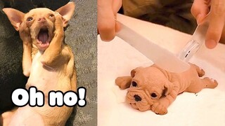 Funniest Dogs And Cats - Best Of The 2022 Funny Animal Videos