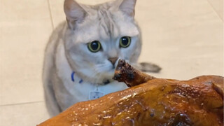 เมื่อผมทำเป็ดแมวให้เป็นเป็ดย่าง...