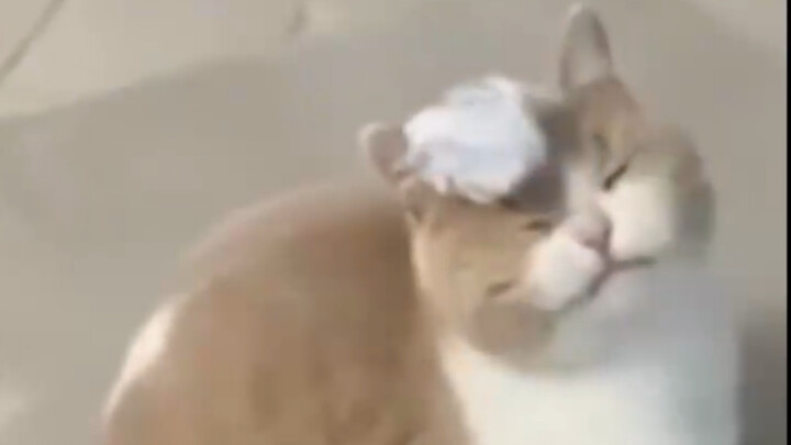 I heard a cat’s speed is…