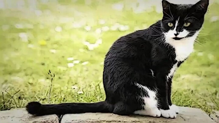 jika rdka mosuae untuk 🐱🐊