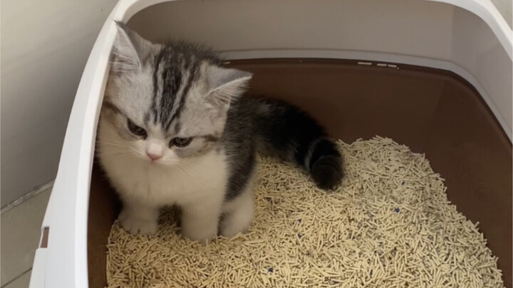 I accidentally caught this kitten burying its poop—wondering if its IQ is still salvageable.