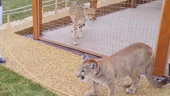 Puma Messi has grown up and is now willing to share his toys with Gerda.