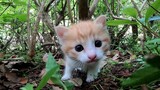 Kucing kecil yang kulihat di semak-semak lucu sekali!