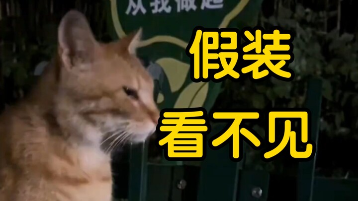 Kucing: “Kalau nanti tidak memberiku minum, aku akan pura-pura tidak melihat”