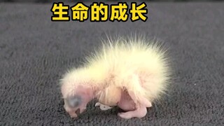 生命的成长最后变成了个啥？