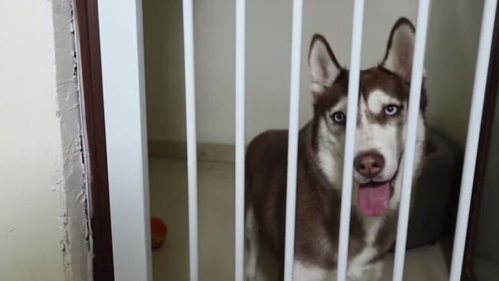 Husky: Tidak Ada Manusia yang Bisa Membunuh Saya!