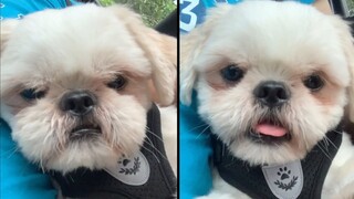 My Shih Tzu Dog Stares at His Face on Camera