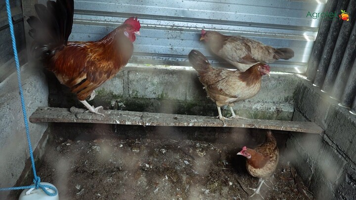 Beternak Ayam Sambil Kerja Kantoran Mas Kotik Buktikan Bisa Panen Telur Setiap H