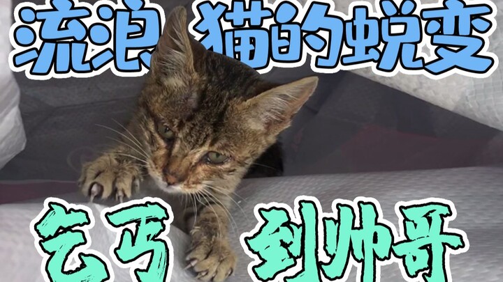 The cat corpse in the middle of the road miraculously rises from the dead—its owner documents the en