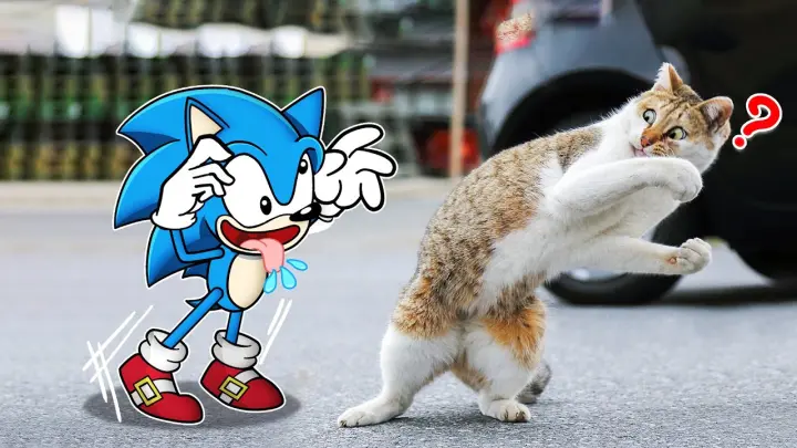Don't tease me !! Sonic vs Cat Funny Moments | Funniest Cats And Dogs Videos - Woa Doodland