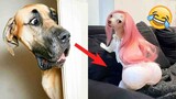 Try Not to Laugh at These Funny Dog Videos 🐶😹 - Funniest Animals 2023 | Pets Island