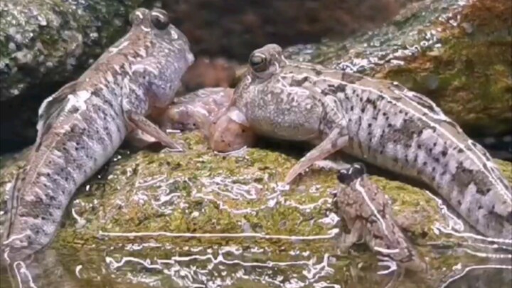 What do mudskippers eat?