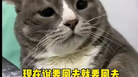 Cat: She’s a tiger mom—better leave her alone!